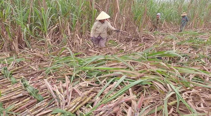 Nghề trồng mía chi phí nhiều, lãi ít.